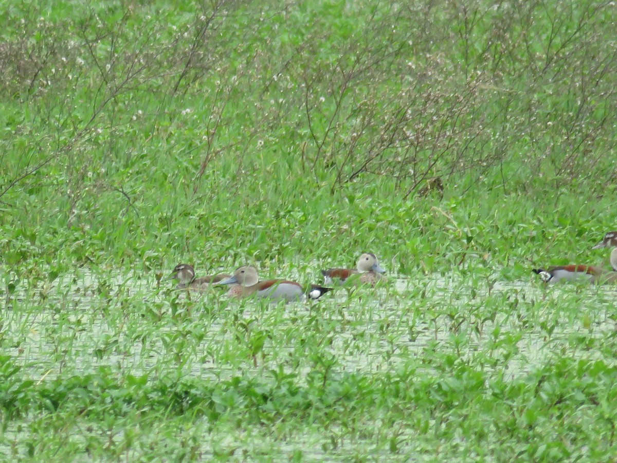 Ringed Teal - ML430137861