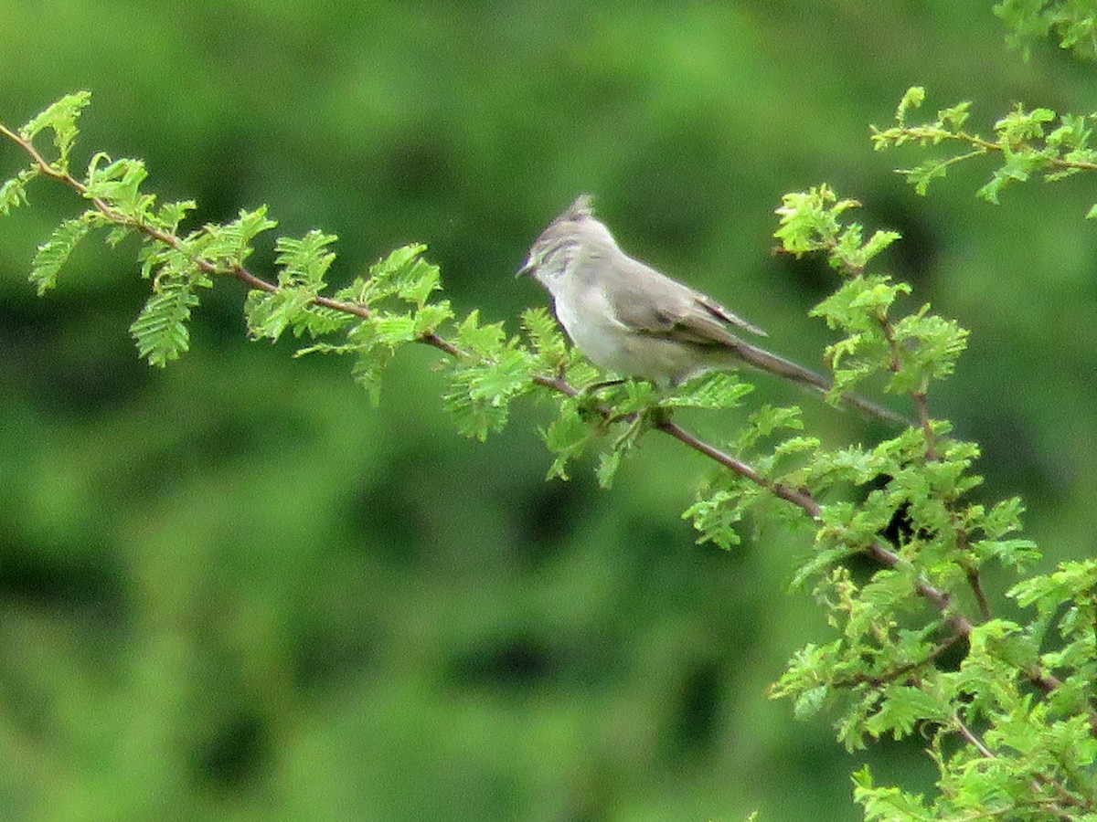 Tufted Tit-Spinetail - ML430138401