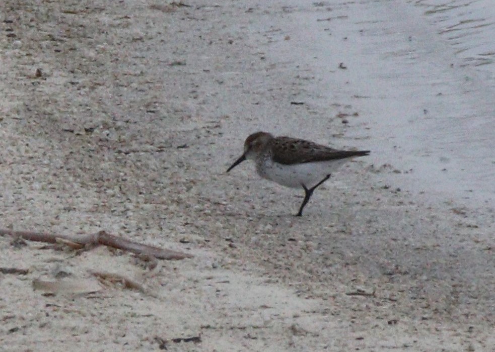 Western Sandpiper - ML430138591