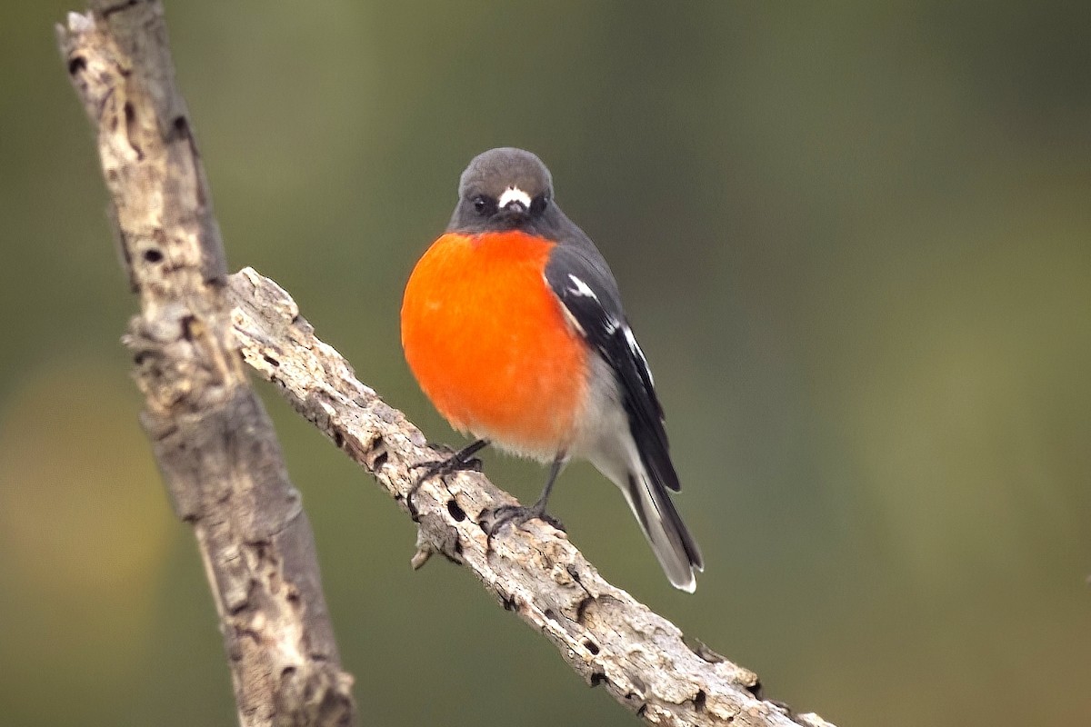 Flame Robin - ML430138791