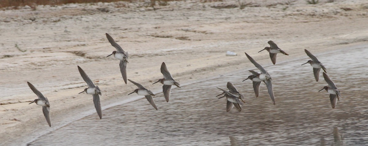 Long-billed Dowitcher - ML430138801