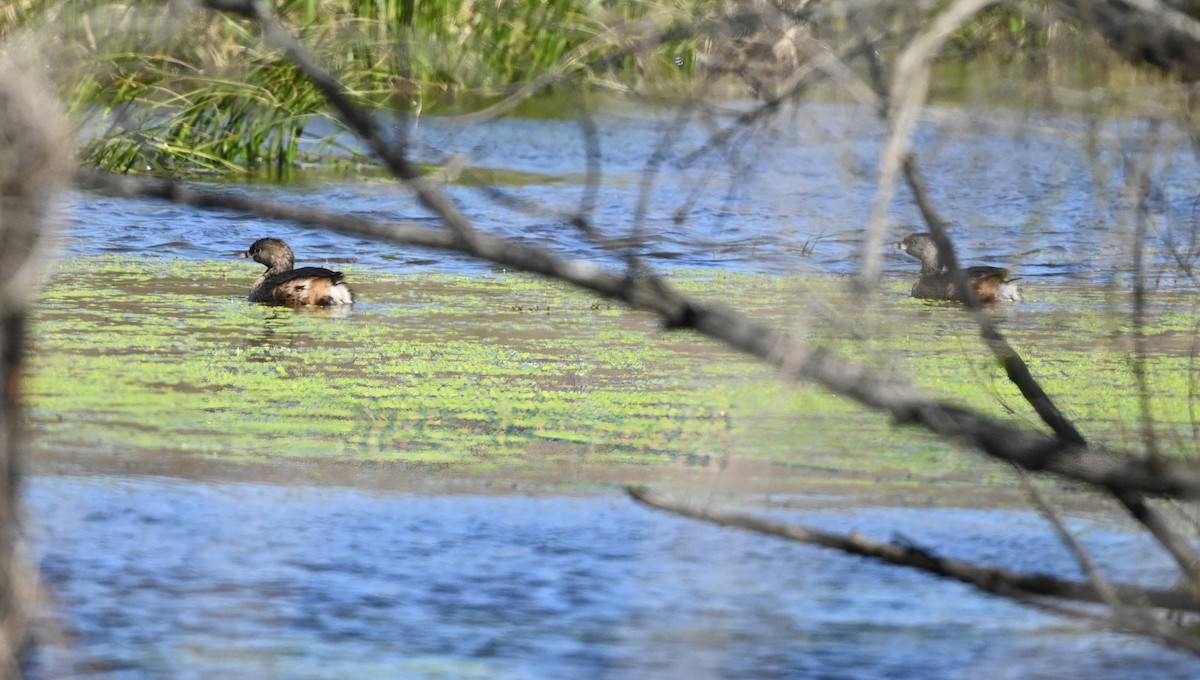 Pied-billed Grebe - ML430138851