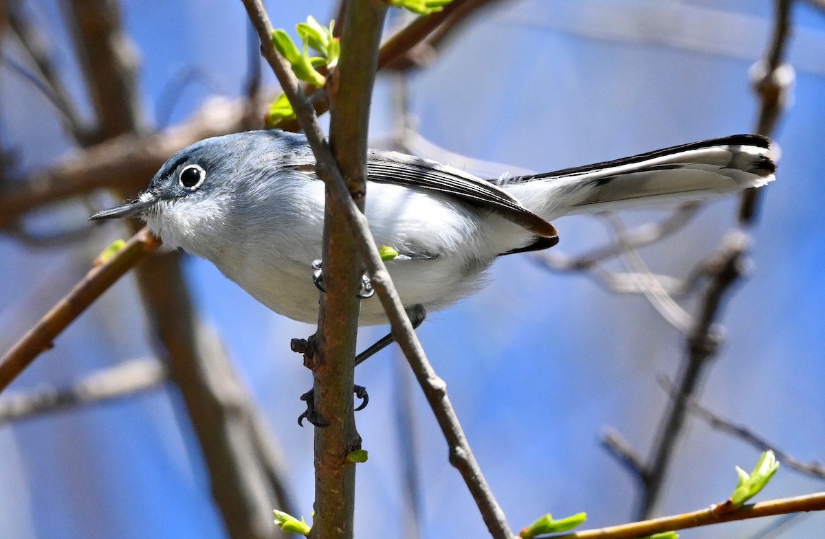 Blue-gray Gnatcatcher - ML430138871