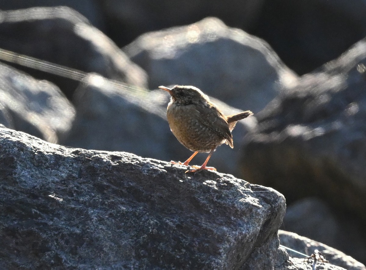 Winter Wren - ML430138881