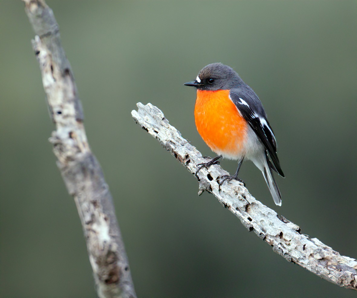 Flame Robin - ML430140061