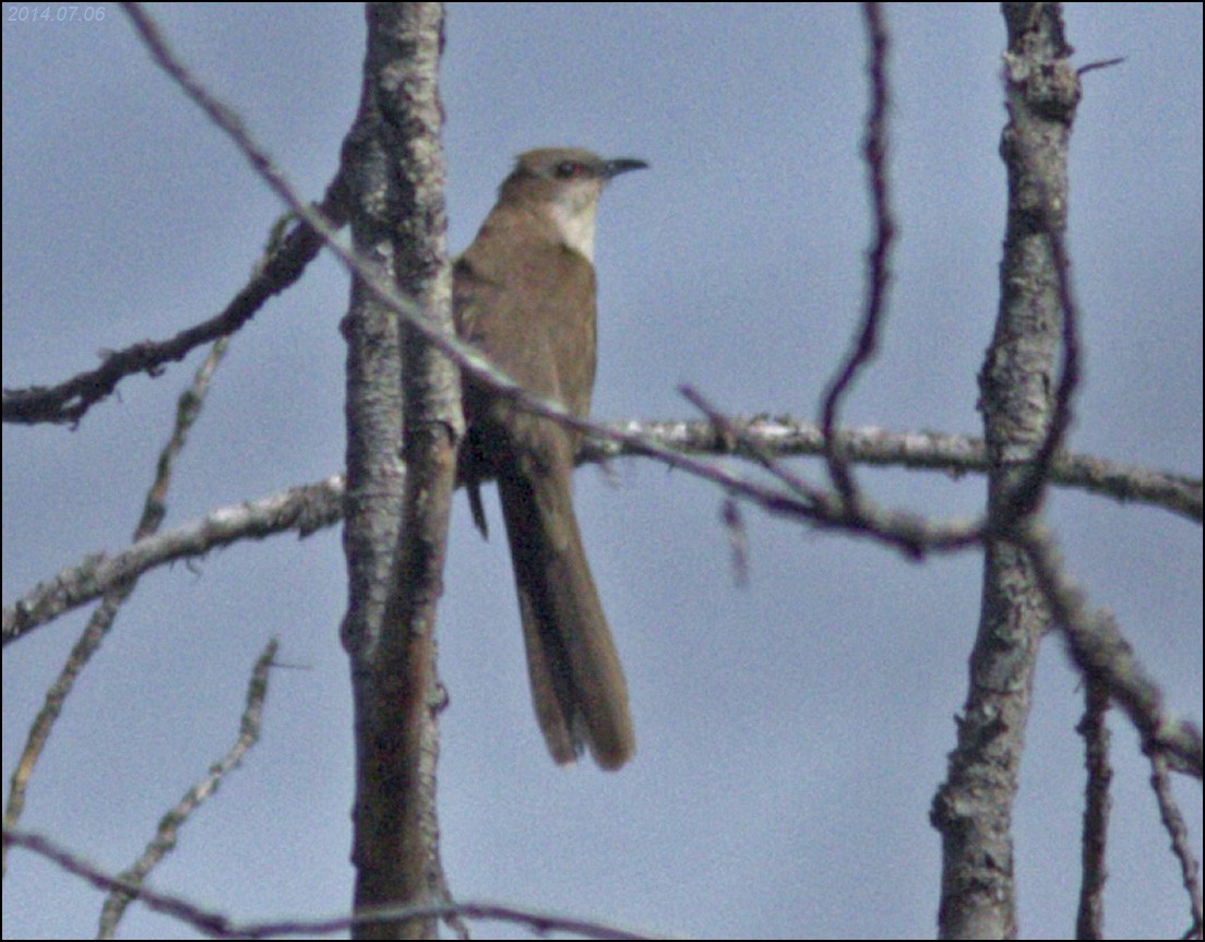 Black-billed Cuckoo - ML43014021