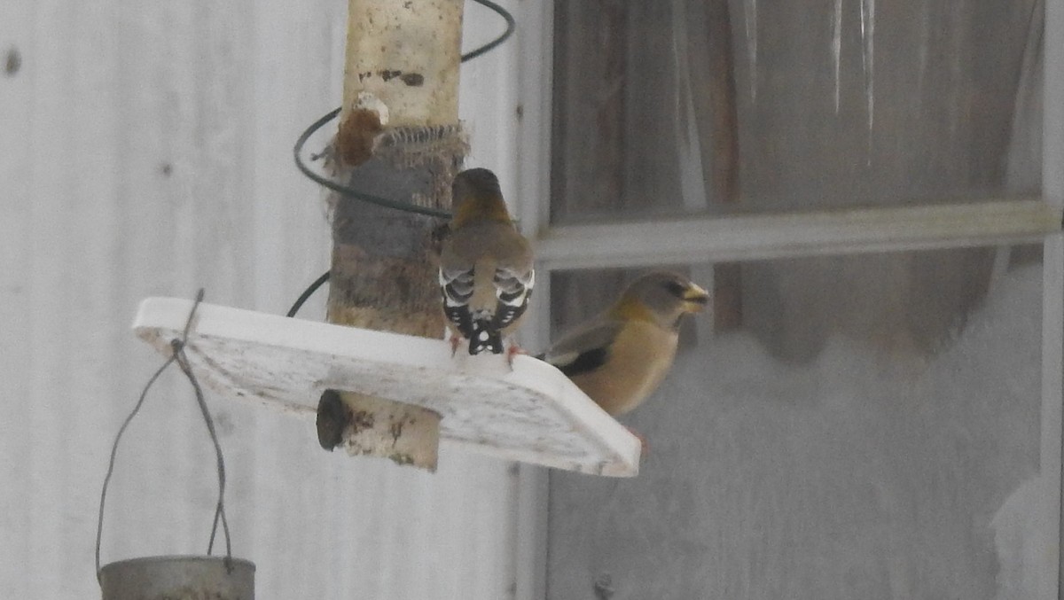 Evening Grosbeak - ML43014091