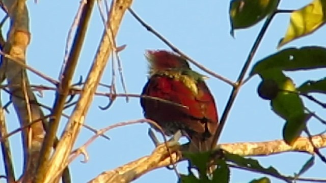 Banded Woodpecker - ML430141181