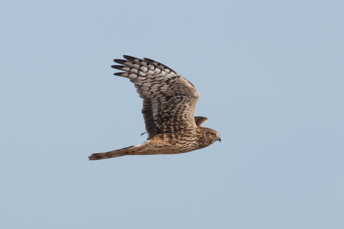 Northern Harrier - ML43014161