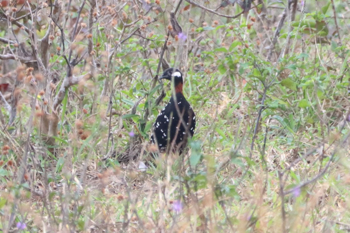 Black Francolin - Steve Myers