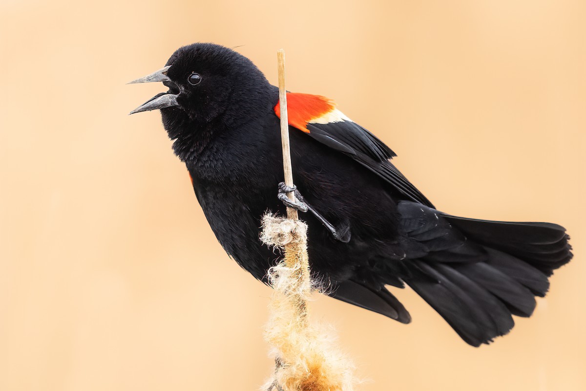 Red-winged Blackbird - ML430144771