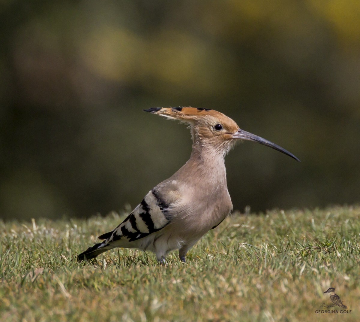 Eurasian Hoopoe - Georgina Cole