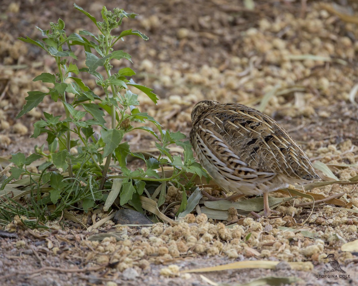 Common Quail - ML430145081