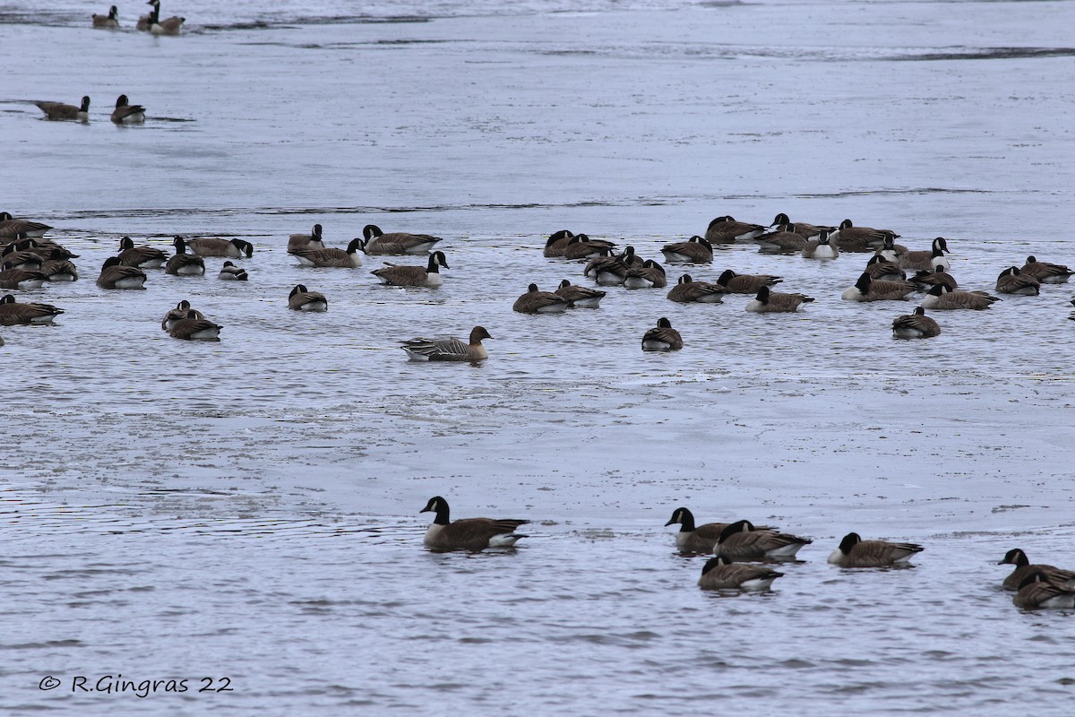 Pink-footed Goose - Robin Gingras