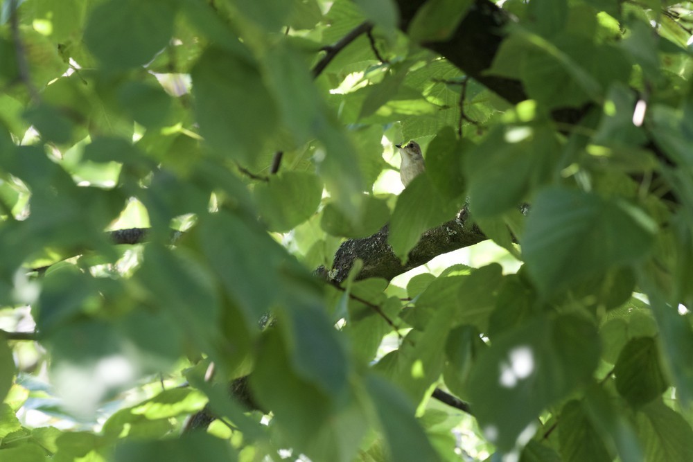 European Pied Flycatcher - ML430146861