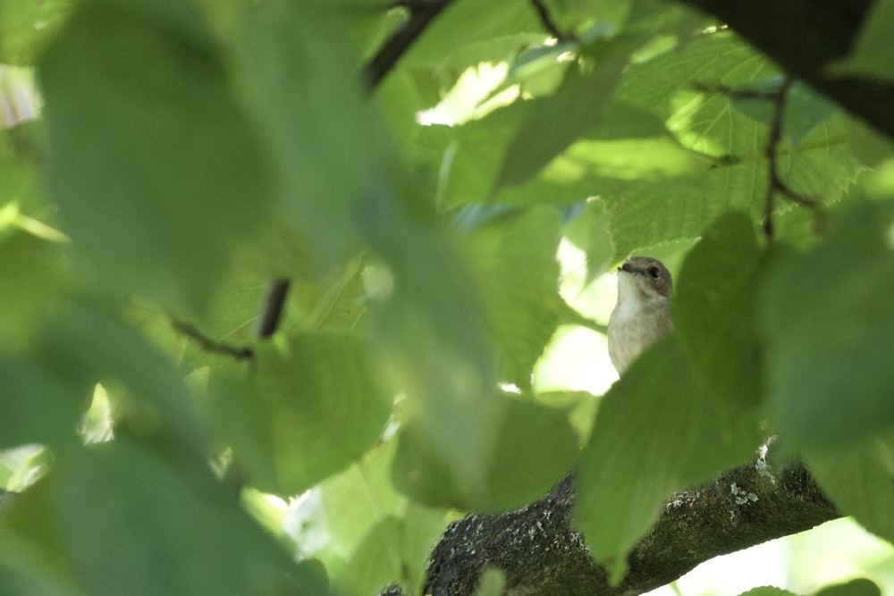 European Pied Flycatcher - ML430146871