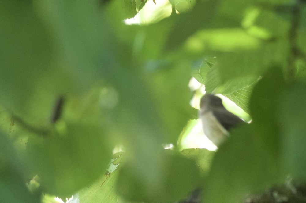 European Pied Flycatcher - ML430146881