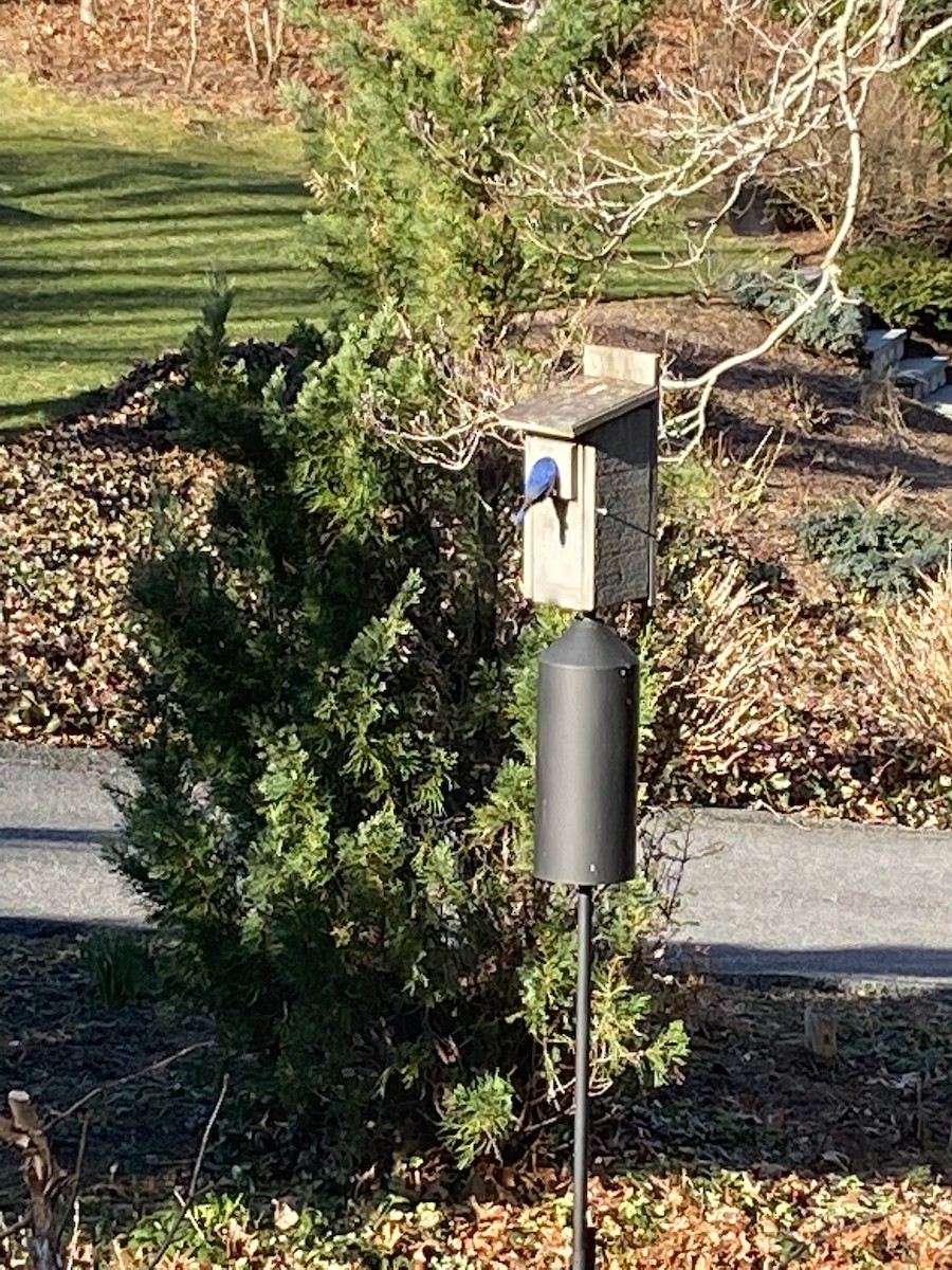 Eastern Bluebird - ML430146891