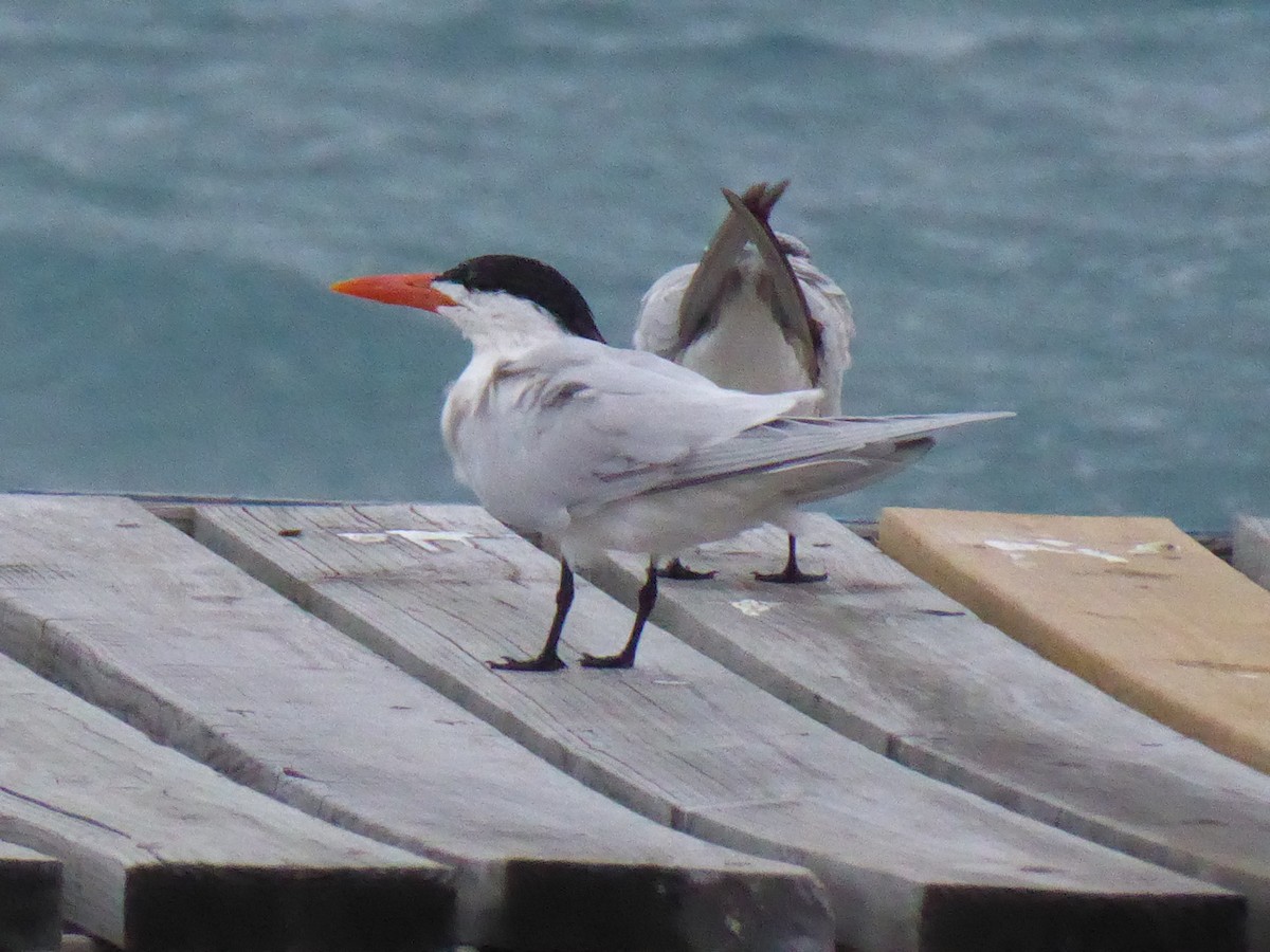 Royal Tern - ML430147561