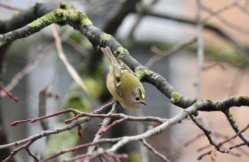 Goldcrest - ML430148641