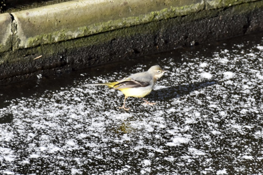 Gray Wagtail - ML430148651