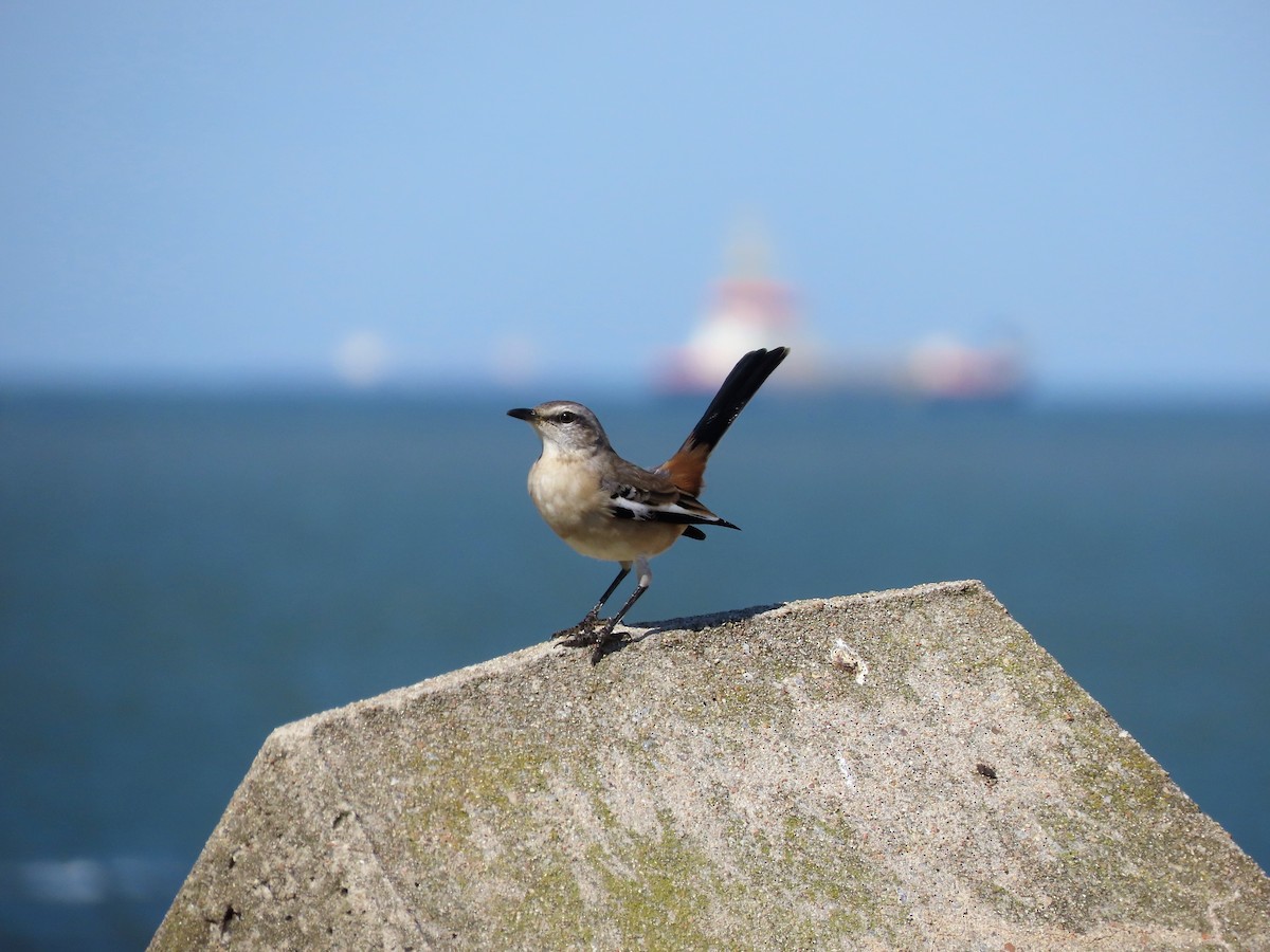 White-banded Mockingbird - SusanaM Lorenzo