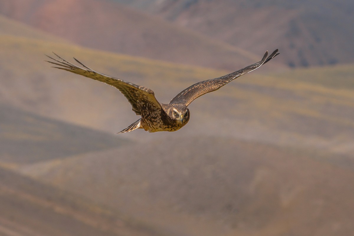 Cinereous Harrier - ML430149131