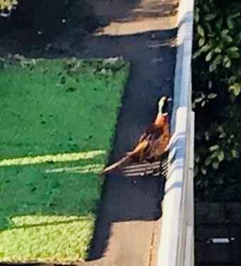 Ring-necked Pheasant - ML430149651