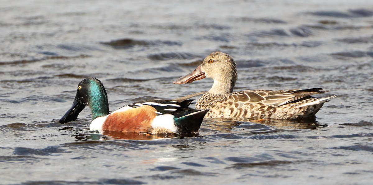 Northern Shoveler - ML430149681