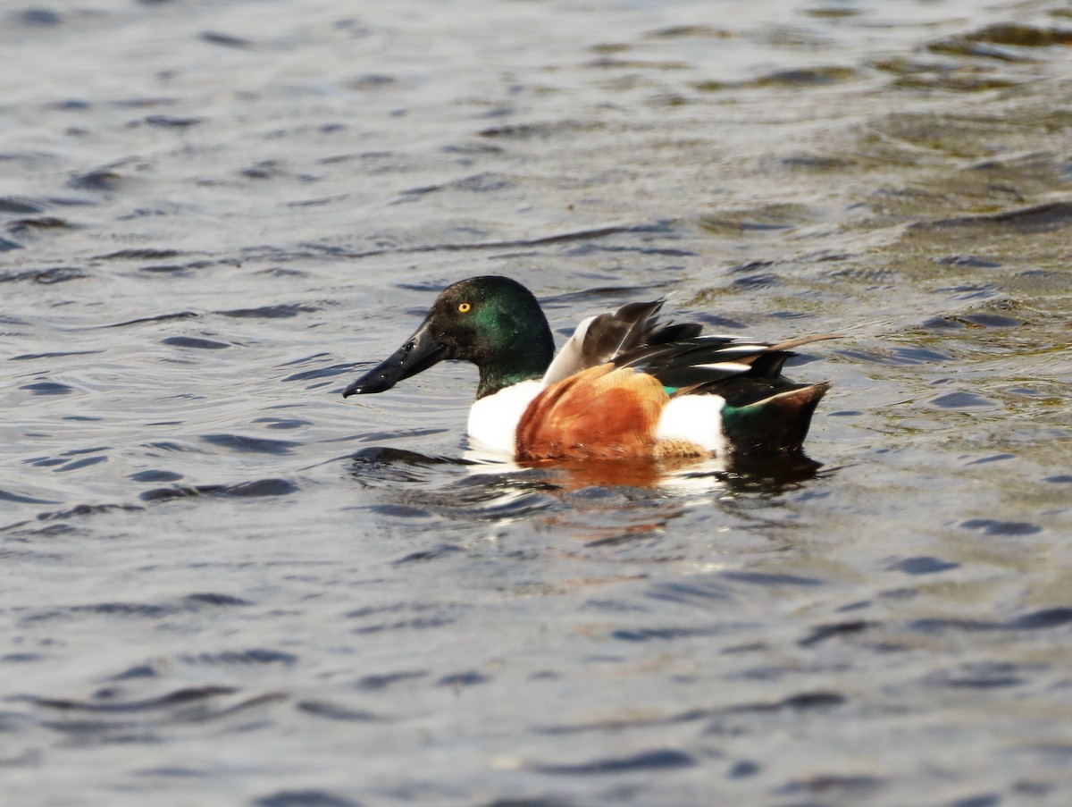 Northern Shoveler - ML430149691