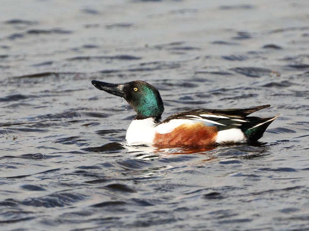 Northern Shoveler - ML430149701