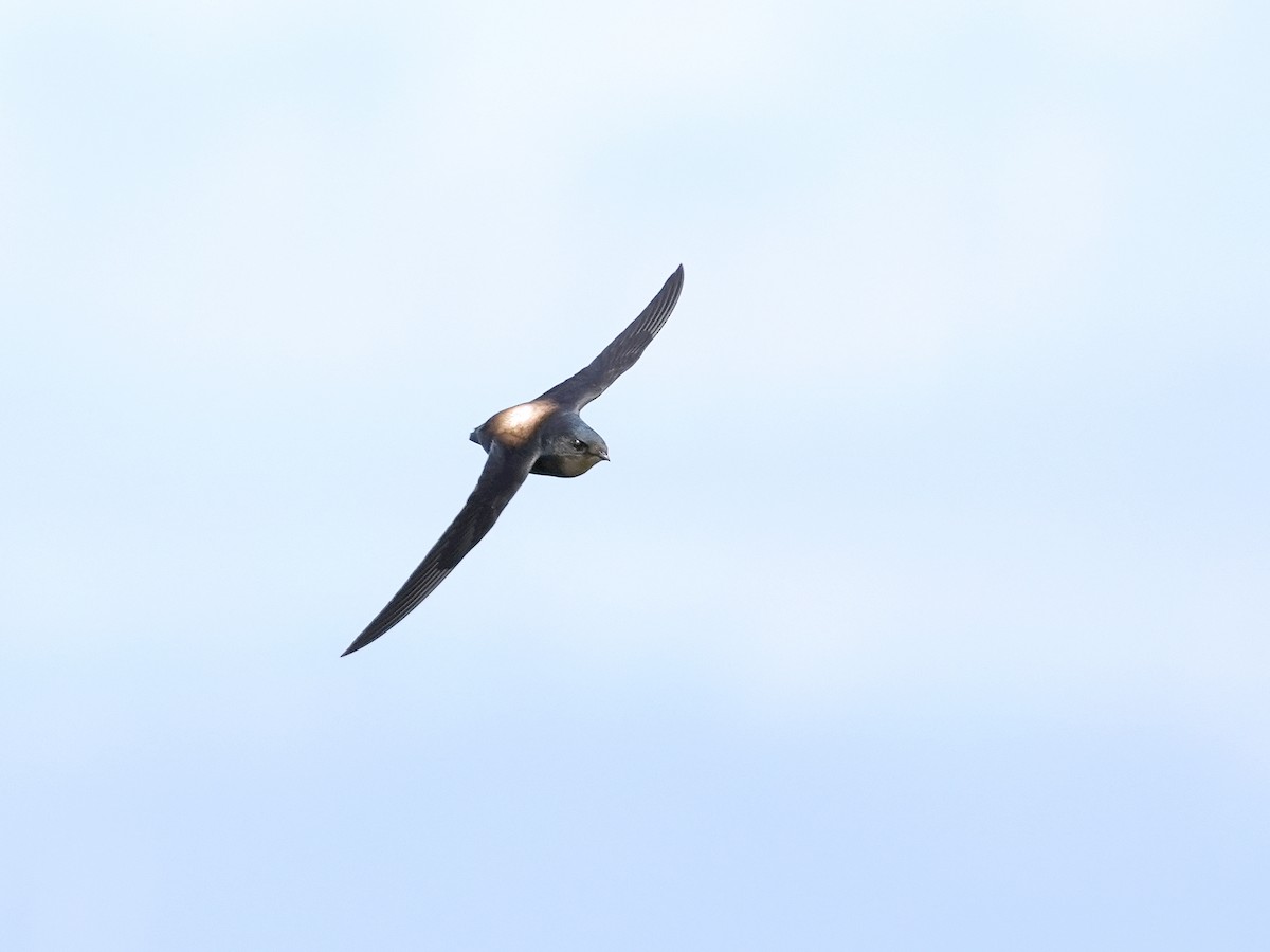 Silver-backed Needletail - Roman Lo