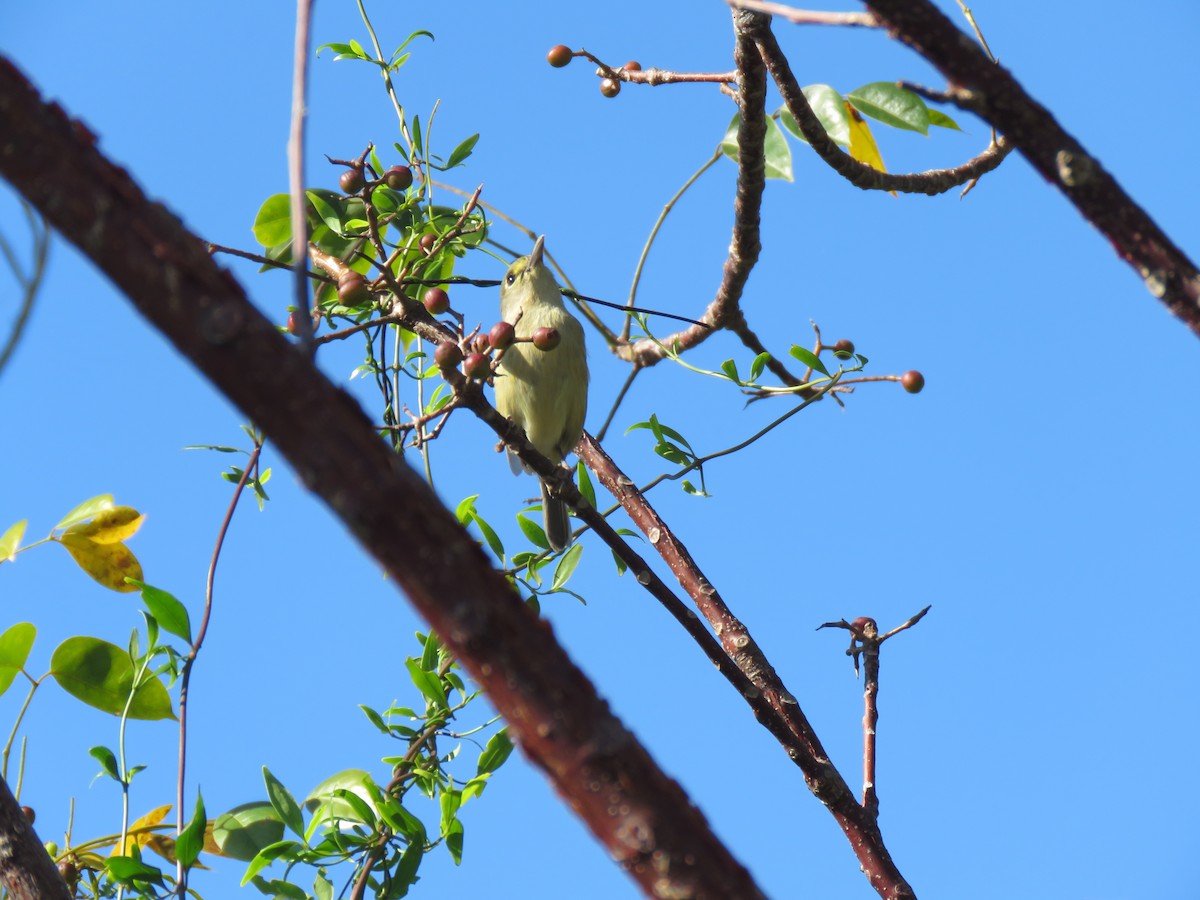 Thick-billed Vireo - Guiller Mina