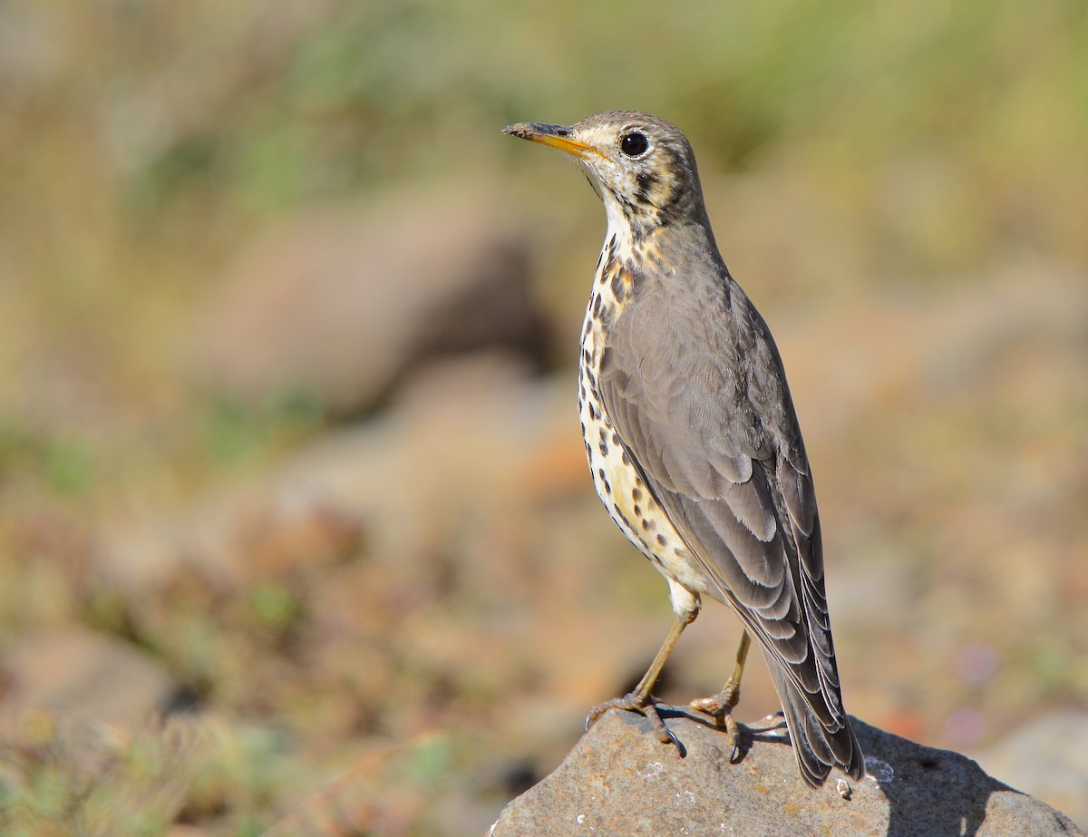 Ethiopian Thrush - ML430151401