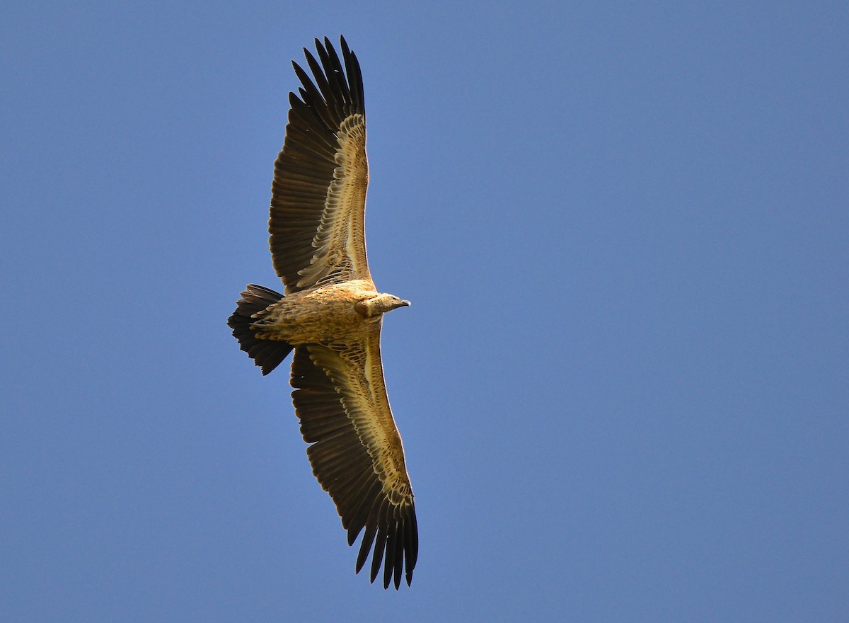 White-backed Vulture - ML430151501