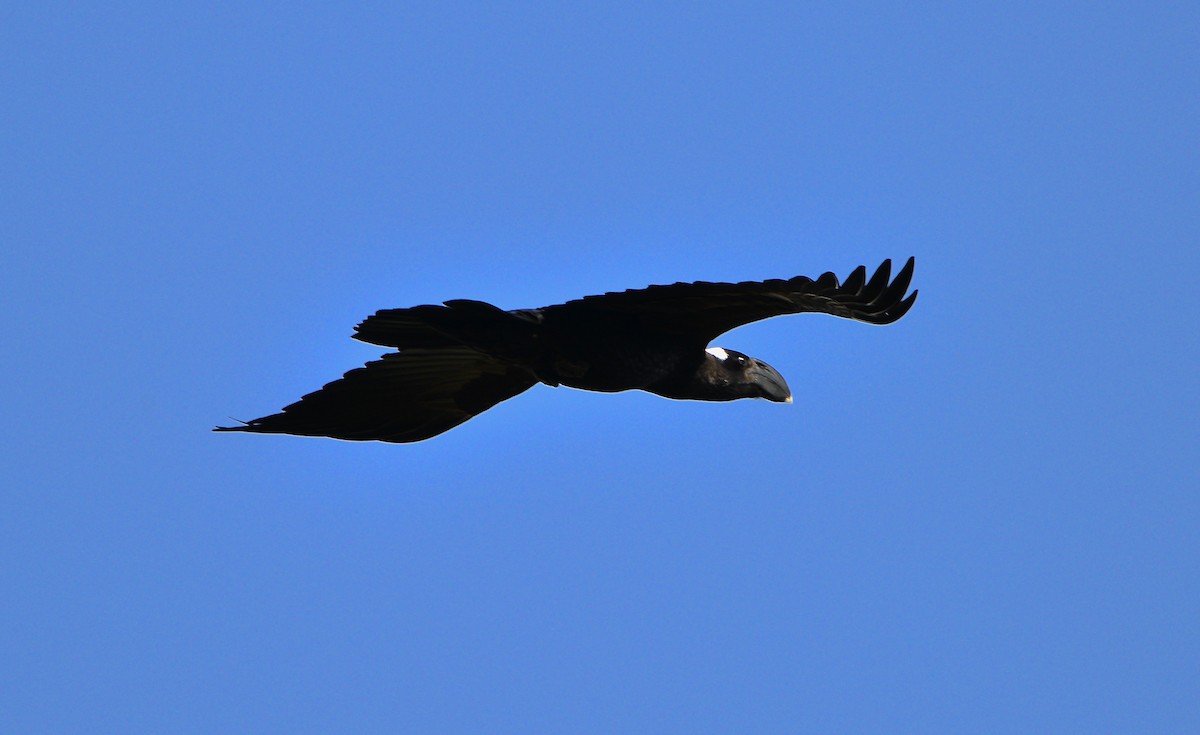Thick-billed Raven - ML430151691