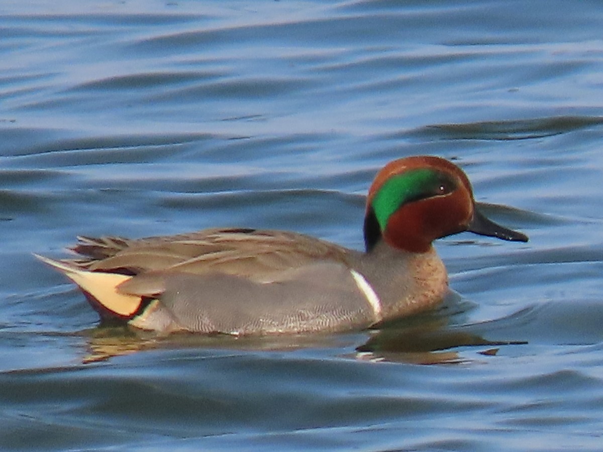 Green-winged Teal (American) - Stephen Younger