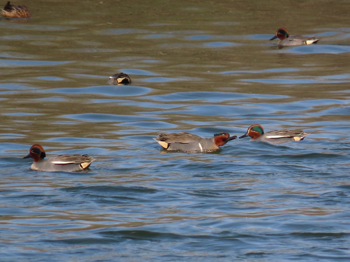 Green-winged Teal (American) - ML430154201