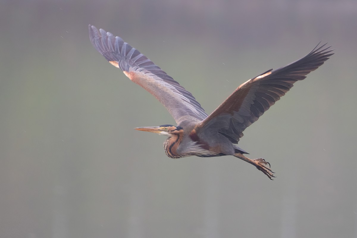 Purple Heron - Alexis Lours