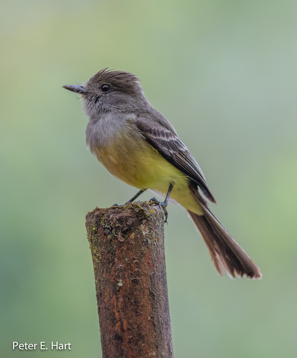 Pale-edged Flycatcher - Peter Hart