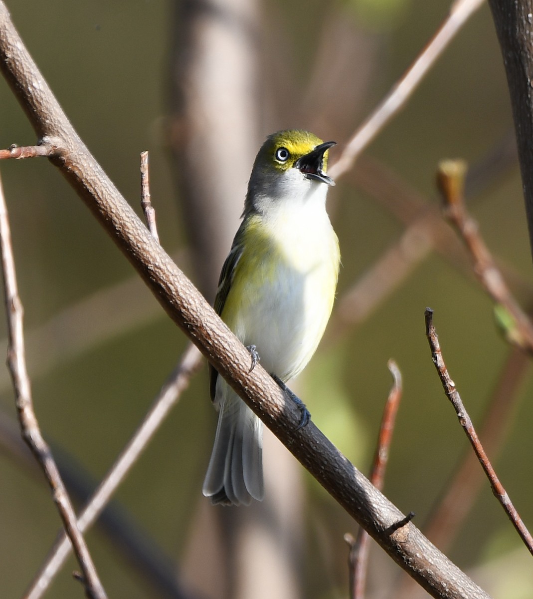 White-eyed Vireo - ML430156751