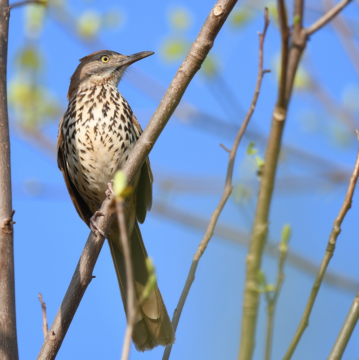 Brown Thrasher - ML430156781