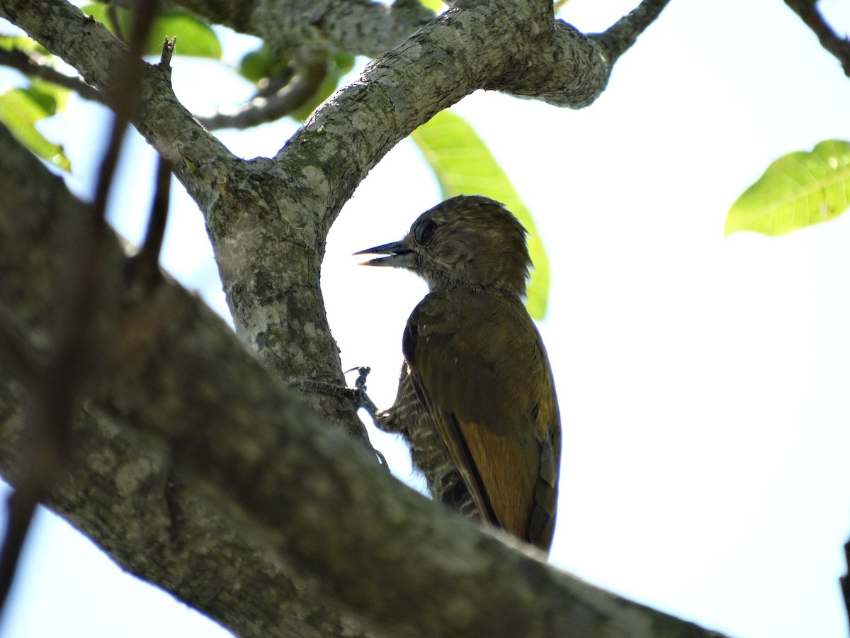 Little Woodpecker - ML430157571