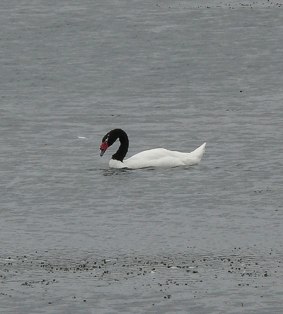 Black-necked Swan - Brian Cox