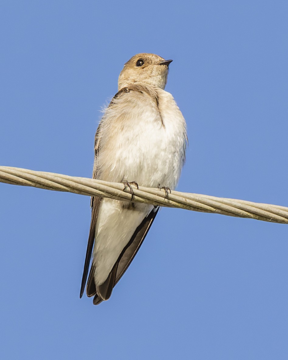 Northern Rough-winged Swallow - ML430157851