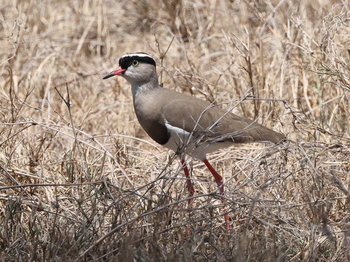 Crowned Lapwing - Myles McNally