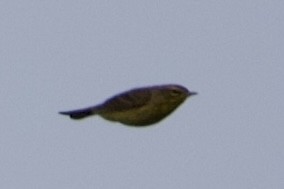 Palm Warbler - ML430158831