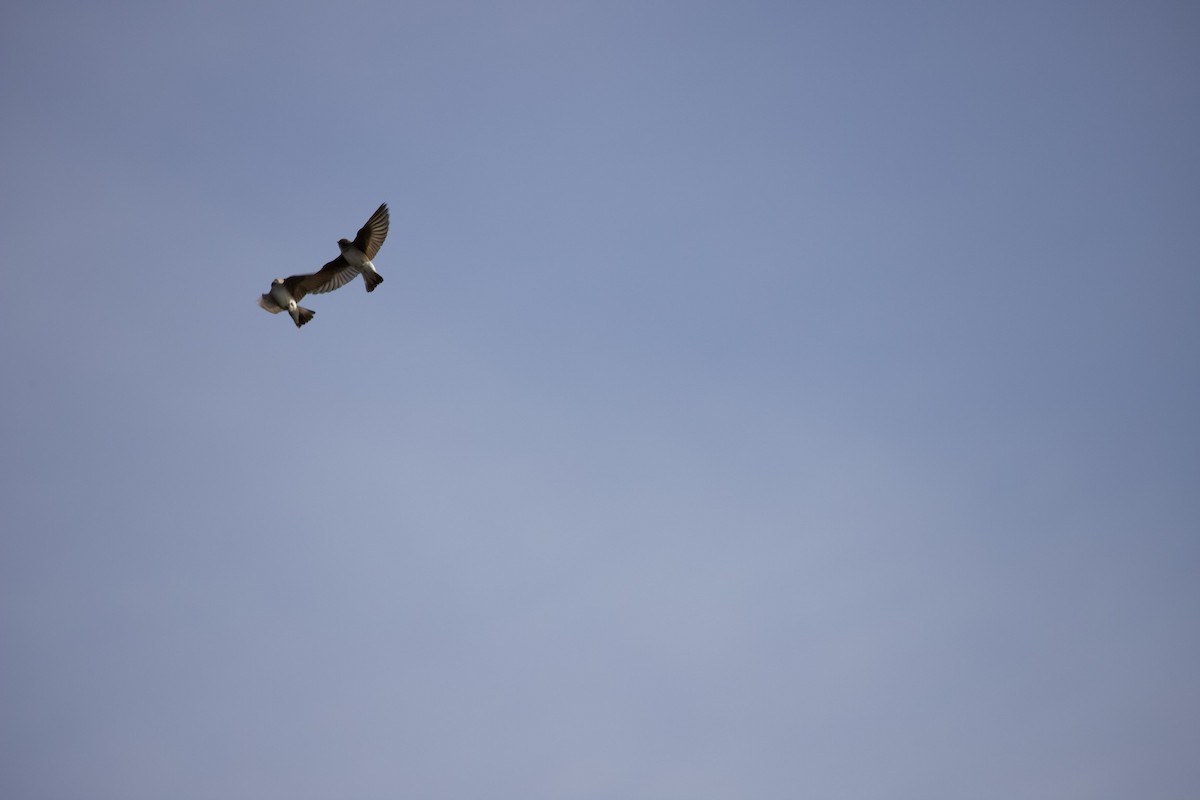 Northern Rough-winged Swallow - ML430158951
