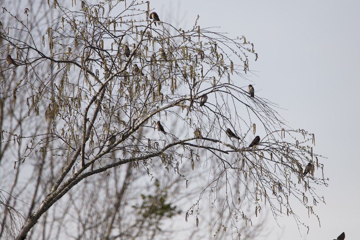 Northern Rough-winged Swallow - ML430159001