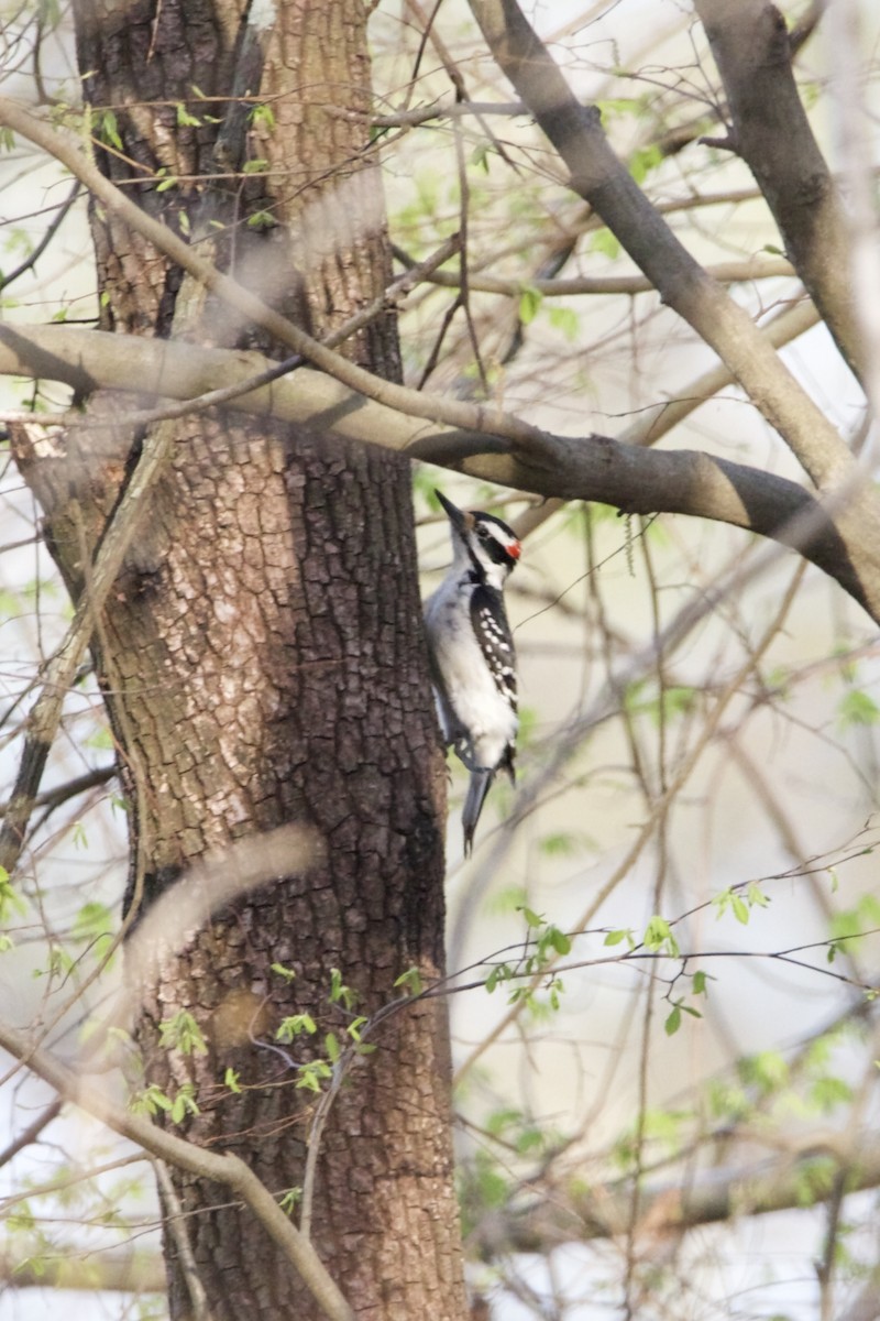 Hairy Woodpecker - ML430159041